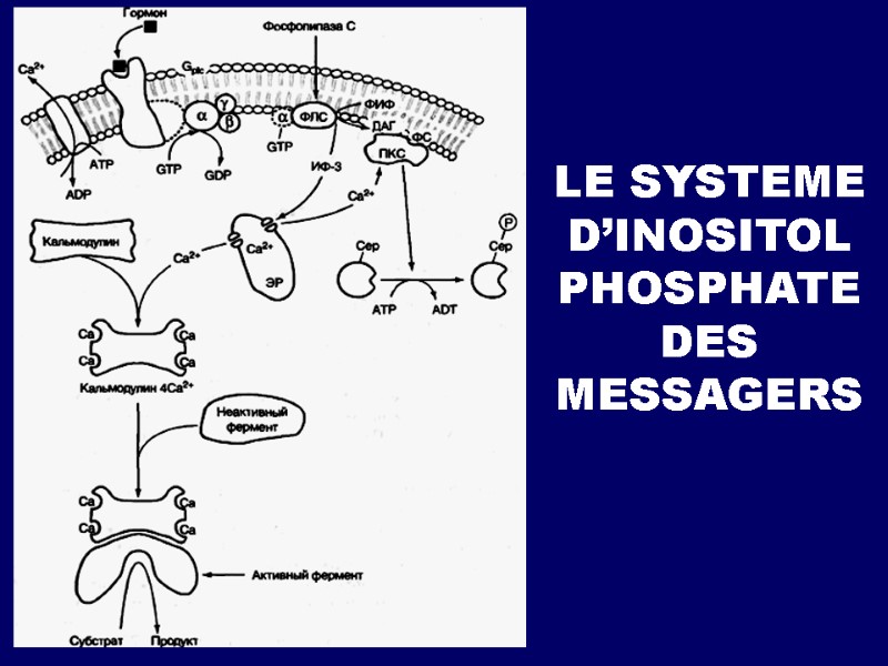 LE SYSTEME D’INOSITOL PHOSPHATE DES MESSAGERS